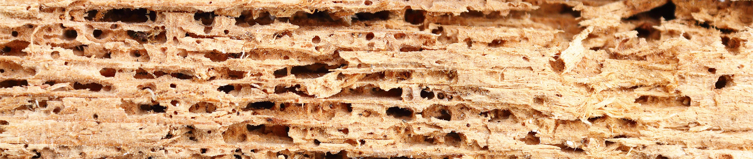 Formation pour architectes pour prévenir les dégradations liées aux champignons et insectes