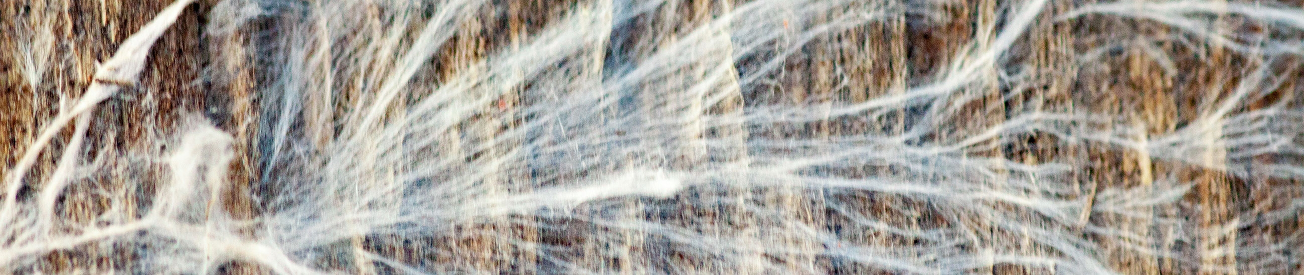 Formation courte pour maîtriser stabilité, durabilité et classes d’emploi du bois.