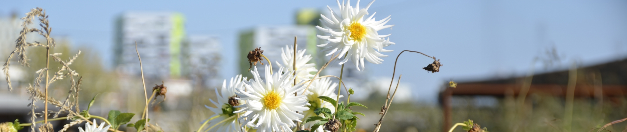 Formation sur la compréhension de l'analyse des sols pour accompagner les paysagistes concepteurs et architectes pour faciliter les échanges sur les produits proposés par les entreprises et les fournisseurs dans le cadre de projet de paysage. 