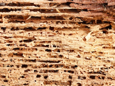 Les pathologies biologiques du bois dans la construction