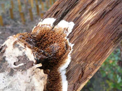 Webconférence : Construction bois - Les champignons lignivores : origine des désordres, diagnostic et moyens de lutte